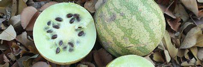 Kalahari Melonenkernöl die geheimnisvolle Anti-Aging Frucht aus der Wüste