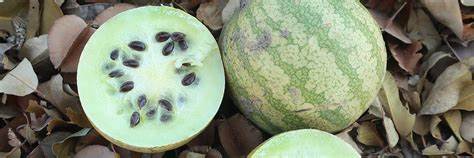 Kalahari Melonenkernöl – die geheimnisvolle Anti-Aging-Frucht aus der Wüste